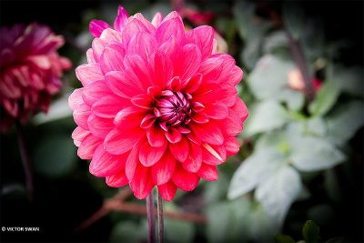Dahlia-Tender passion.JPG