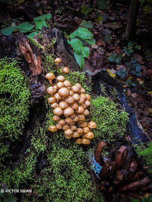 Stobbenzwammetje - Kuehneromyces mutabilis.JPG