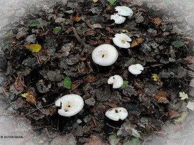 Anijschampignon - Agaricus arvensis.JPG