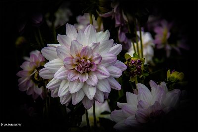 Dahlia-Twilight Time.JPG