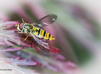 Snorzweefvlieg - Episyrphus balteatus.JPG