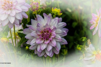 Dahlia-Twilight Time.JPG