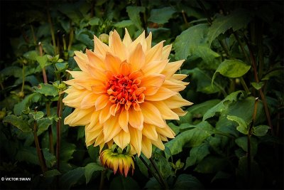Dahlia-Bill Holmberg.JPG