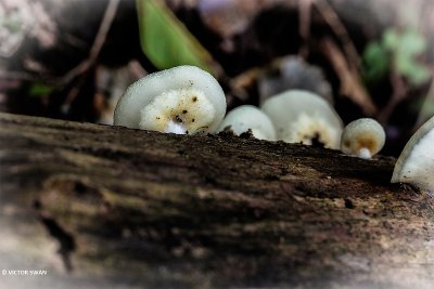 Week oorzwammetje - Crepidotus mollis.JPG