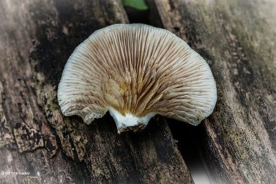 Week oorzwammetje - Crepidotus mollis.JPG