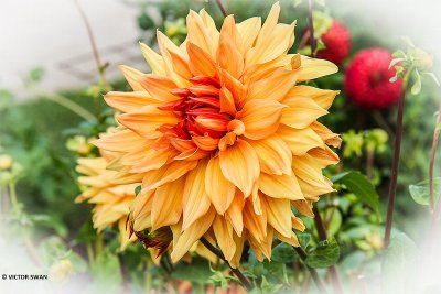 Dahlia-Bill Holmberg.JPG