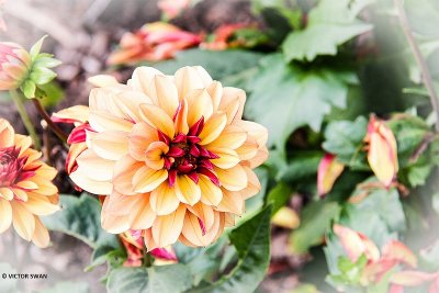 Dahlia-Créme de Cognac.JPG