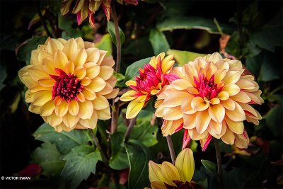 Dahlia-Créme de Cognac.JPG