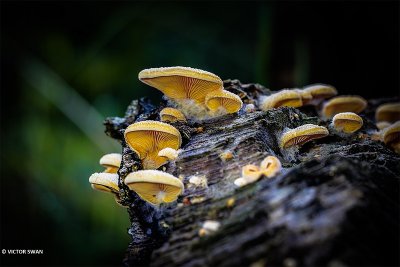 Oranje oesterzwam - Phyllotopsis nidulans.JPG