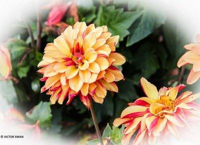 Dahlia-Créme de Cognac.JPG