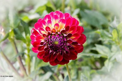 Dahlia-Jowey Joshua.JPG