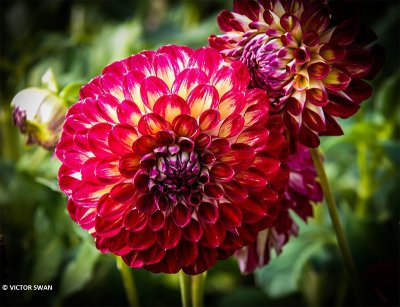 Dahlia-Jowey Joshua.JPG