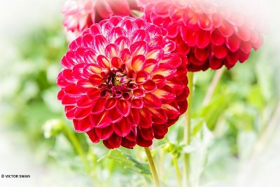 Dahlia-Jowey Joshua.JPG