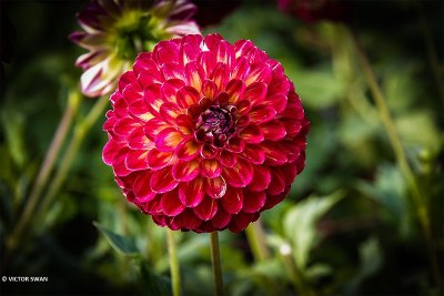 Dahlia-Jowey Joshua.JPG