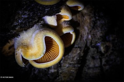 Oranje oesterzwam - Phyllotopsis nidulans.JPG