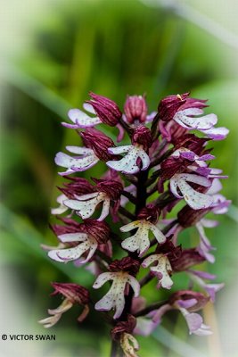 Purperorchis - Orchis purpureaJPG