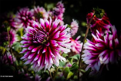 Dahlia-Alauna Clair-Obscur.JPG