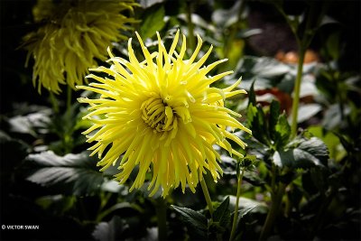 Dahlia-Kennemerland.JPG