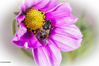 Blinde bij - Eristalis tenax .JPG