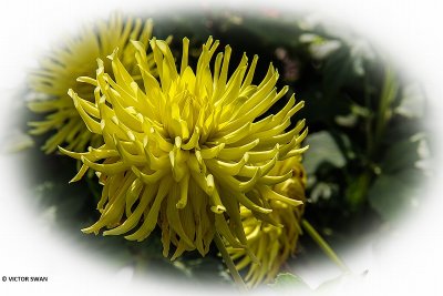Dahlia-Kennemerland.JPG