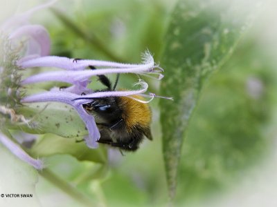 Aardhommel - Bombus terrestris.JPG