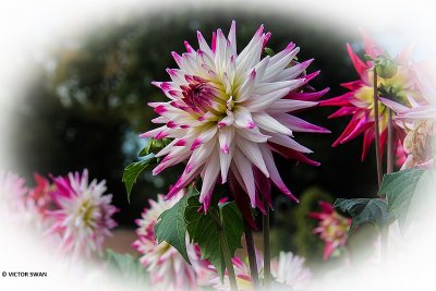 Dahlia-Sabrina.JPG