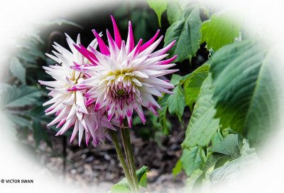 Dahlia-Sabrina.jpg