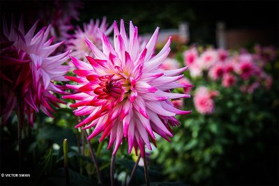 Dahlia-Sabrina.JPG