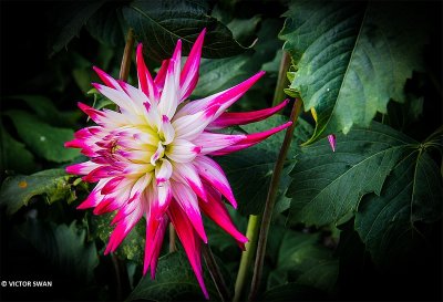 Dahlia-Sabrina.JPG