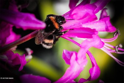 Aardhommel - Bombus terrestris.JPG