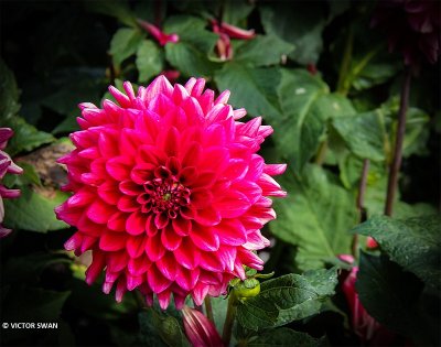 Dahlia-Red Runner.JPG