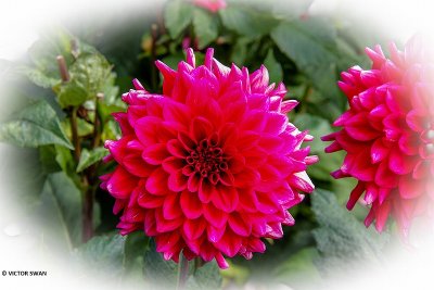Dahlia-Red Runner.JPG