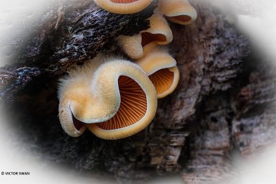 Oranje oesterzwam - Phyllotopsis nidulans.JPG