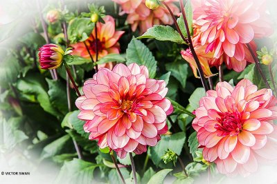 Dahlia-Rawhide.JPG