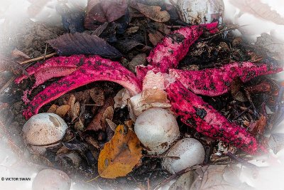 Inktviszwam - Clathrus archeri.JPG