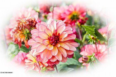 Dahlia-Rawhide.JPG