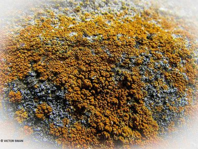 Oranje dooiermos - Xanthoria calcicola.JPG