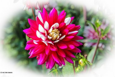 Dahlia-Rebecca's World.JPG