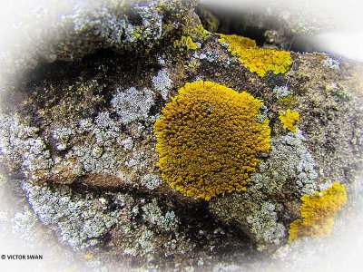 Oranje Dooiermos - Xanthoria calcicola.JPG