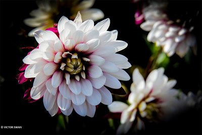 Dahlia-Rebecca's World.JPG