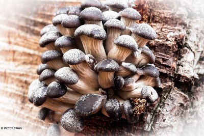 gewone oesterzwam - Pleurotus ostreatus.JPG