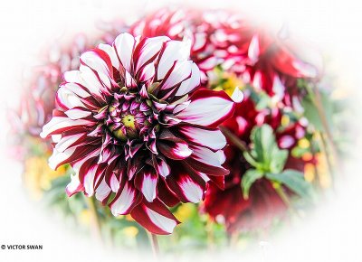 Dahlia-Tartan.JPG
