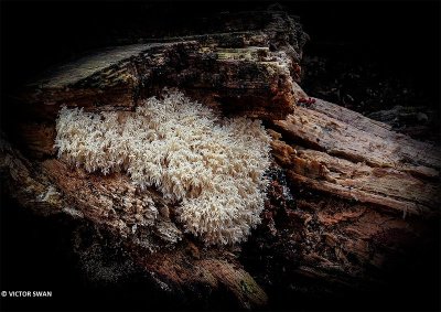 Kammetjesstekelzwam - Hericium coralloides.JPG