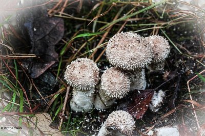 Parelstuifzwam - Lycoperdon perlatum.JPG