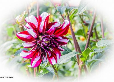 Dahlia-Tartan.JPG