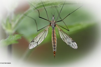 Tipula varipennis.JPG