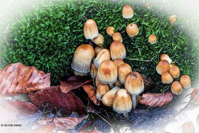 Gewone glimmerinktzwam - Coprinellus micaceus.JPG