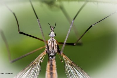Tipula varipennisa.JPG