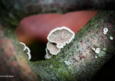 Waaiertje - Schizophyllum commune.JPG