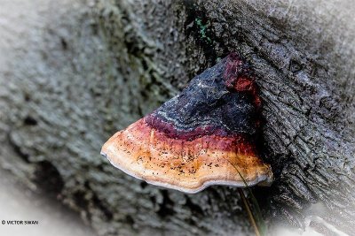 Roodgerande houtzwam - Fomitopsis pinicola.JPG